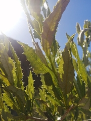 Spinoliva ilicifolia