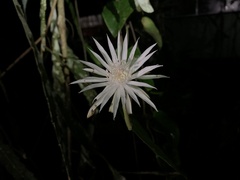 Epiphyllum