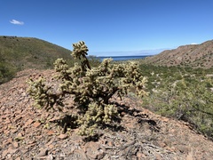 Cylindropuntia