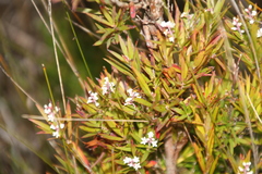 Leucopogon australis