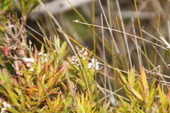 Leucopogon australis