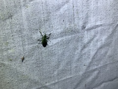 Exophthalmus jekelianus image