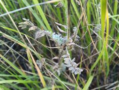 Oxytropis pilosa