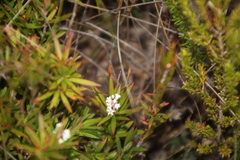 Leucopogon australis