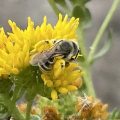 Andrena isocomae