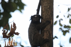 Callithrix penicillata