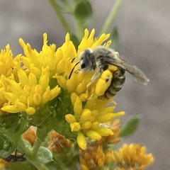 Andrena isocomae