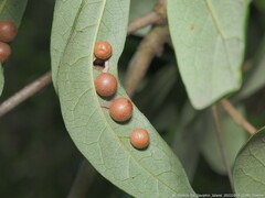 Belonocnema treatae