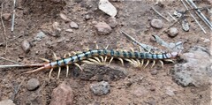 Scolopendra polymorpha