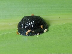 Hemisphaerota cyanea