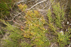 Leucopogon australis