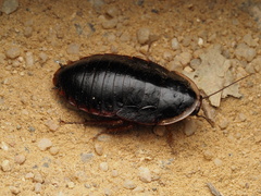 Opisthoplatia orientalis