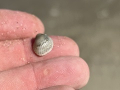 Arcoidea