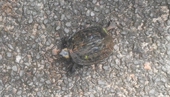 Melanochelys trijuga