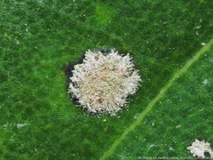 Cephaleuros virescens