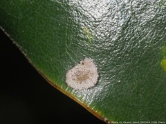 Cephaleuros virescens