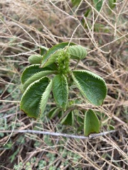 Acalypha ostryifolia