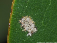 Cephaleuros virescens