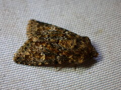 Xylenini