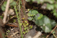 Drosera monticola