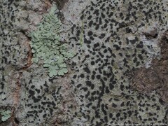 Arthonia interveniens