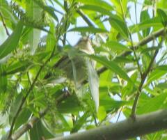 Leiothlypis peregrina