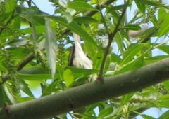 Leiothlypis peregrina