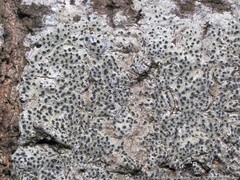 Arthonia interveniens