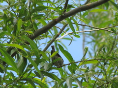 Leiothlypis peregrina