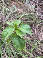 Acalypha ostryifolia