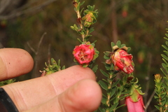 Darwinia squarrosa