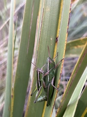 Aptenopedes sphenarioides