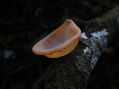 Aleurodiscus vitellinus image