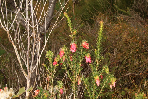Image of Darwinia squarrosa by (c) Em Lamond, some rights reserved (CC BY)