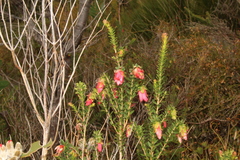 Darwinia squarrosa
