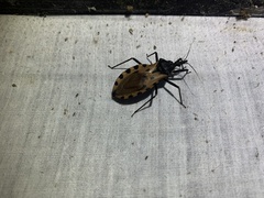 Triatoma