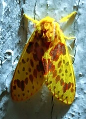 Symphlebia