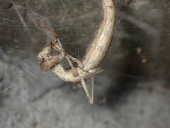 Litaneutria pacifica