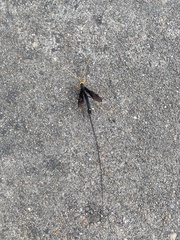 Megarhyssa atrata