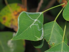 Caloptilia triadicae