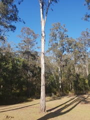Eucalyptus tereticornis