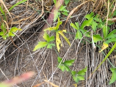 Cochlospermum wrightii