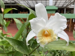 Sobralia chrysostoma