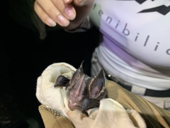 Gardnerycteris crenulatum