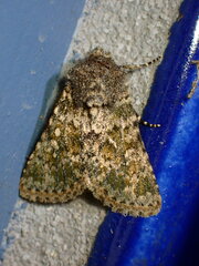 Xylenini
