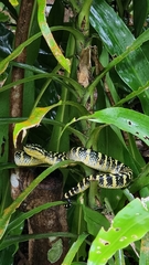 Tropidolaemus wagleri