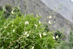 Colutea