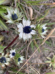 Eryngium carlinae