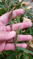 Carex scabrata
