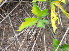 Cochlospermum wrightii